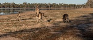 Restaurant Listing Partner Dalby Accommodation